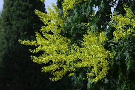 栾树花