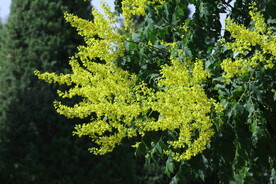 栾树花 