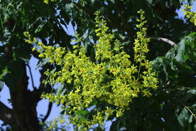 栾树花 