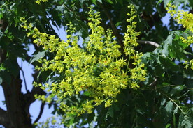 栾树花