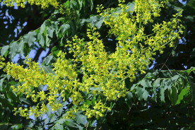 栾树花 