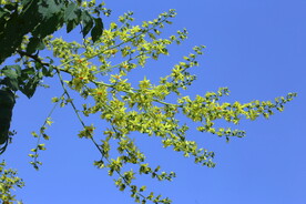 栾树花 