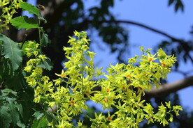 栾树花 