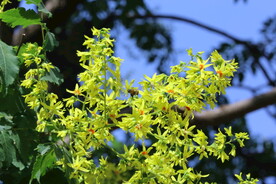 栾树花