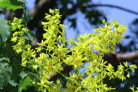 栾树花 