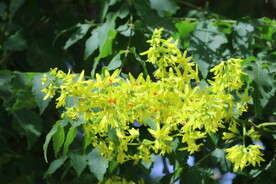 栾树花 