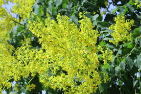 栾树花 