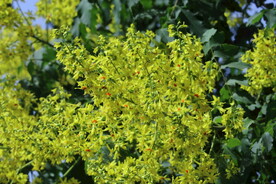 栾树花 