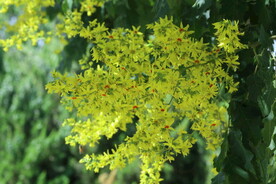 栾树花 