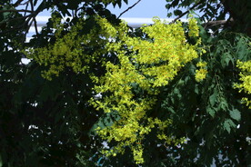 栾树花