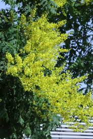 栾树花 