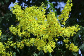 栾树花 