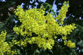 栾树花 