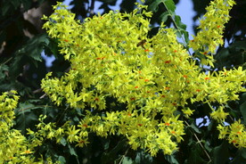栾树花 