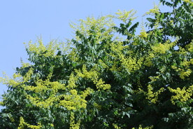 栾树花 