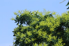 栾树花