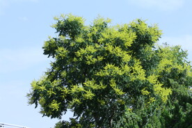 栾树花