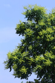 栾树花