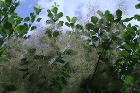 黄栌花 
