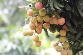  荔枝深圳荔枝 桂味 糯米糍 
