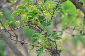 花椒树
