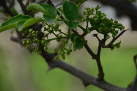 花椒树 