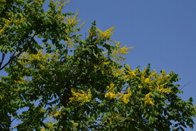 栾树花 