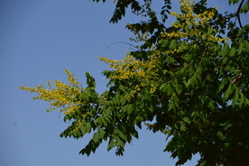 栾树花 
