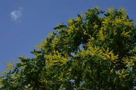 栾树花 