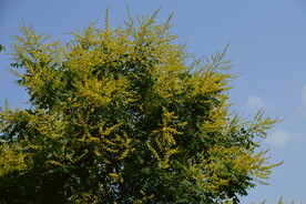 栾树花