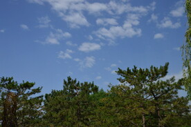 松枝 