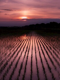 水稻田野清晨日出
