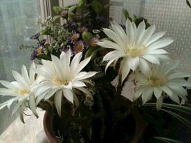 仙人球的花 白花 