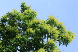 栾树花 