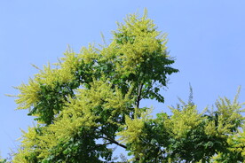 栾树花