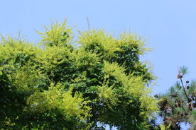 栾树花