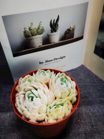 冰莓多肉植物