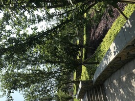 绿色植被