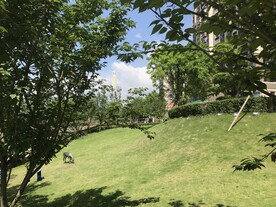 绿色植被