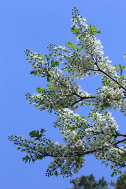 文冠果花 