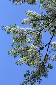 文冠果花