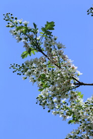 文冠果花 