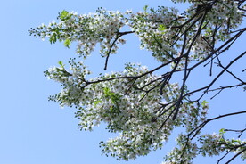 文冠果花 