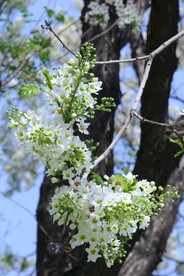 文冠果花 
