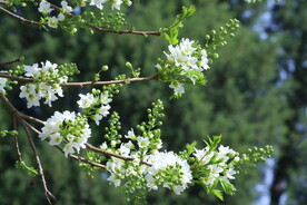 文冠果花