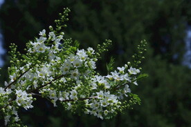 文冠果花 