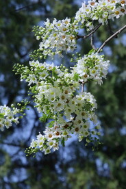 文冠果花 