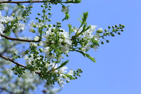 文冠果花