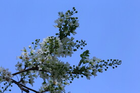 文冠果花