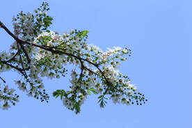 文冠果花
